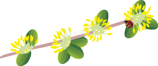黄楊 の花とてんとう虫の無料イラスト 春3 4月 Buxus Microphylla 660x278 Png Clipart Download
