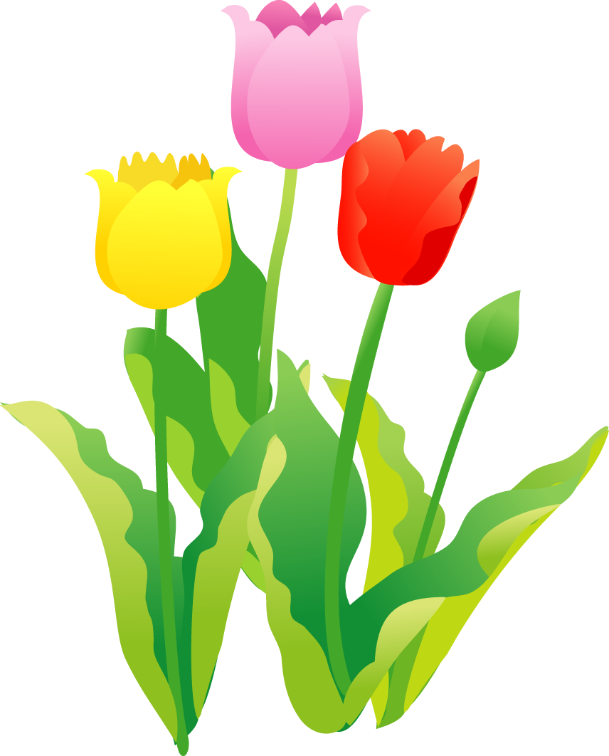 チューリップのイラスト・印刷用画像 - 春の 花 イラスト フリー (856x1062)