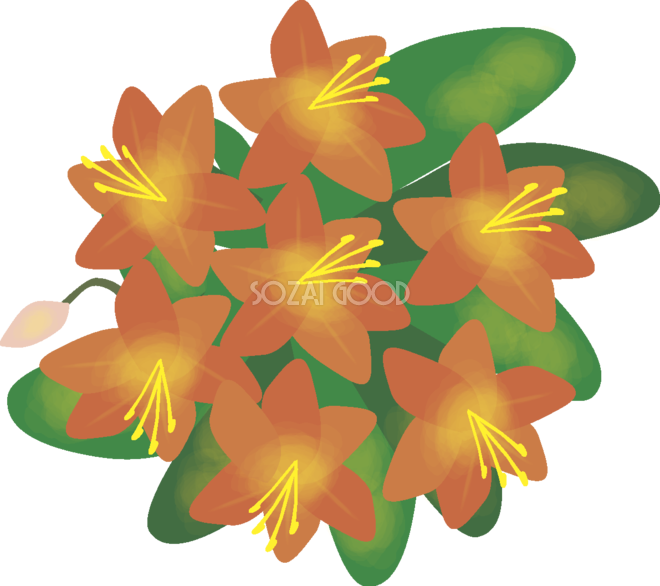 君子蘭 【花の無料イラスト】春(4月-5月)67154 - 君子蘭 【花の無料イラスト】春(4月-5月)67154 (660x586)