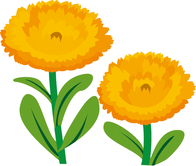春の花1 15 キンセンカイラスト - English Marigold (631x536)