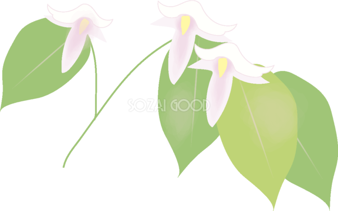 郁子 【花の無料イラスト】春(4月)67094 - California Fawn Lily (660x413)