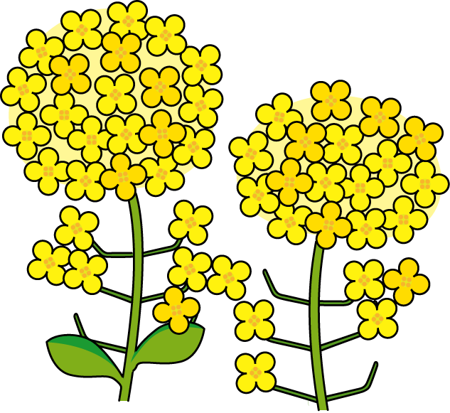 春の花3 10 菜の花イラスト - 菜の花 イラスト 無料 (633x581)