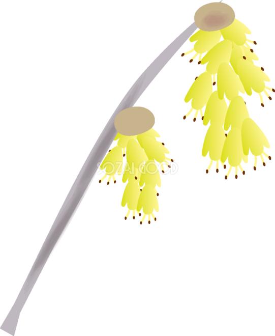 土佐水木の花無料イラスト 春3~4月63681 - Christmas Tree (541x660)