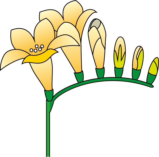 春の花3 21 フリージアイラスト - Illustration (633x625)