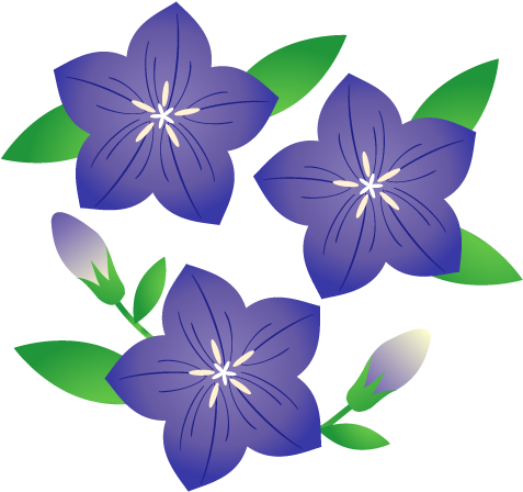 桔梗 イラスト (500x500)