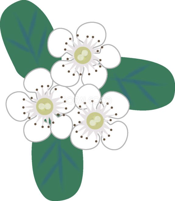 紅紫壇 【花の無料イラスト】春(4月-5月)67162 - Illustration (575x660)