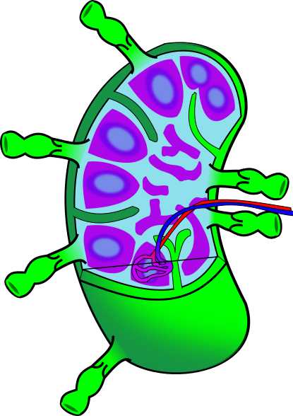 Ch21 Lymph Node - Lymph Node Clipart (415x588)