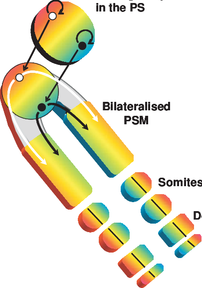 Stem Cell Like Cells Resident In Hensen's Node - Stem Cell Like Cells Resident In Hensen's Node (405x577)