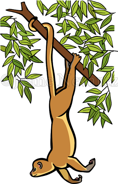 Kinkajou Colors - Photography (409x640)