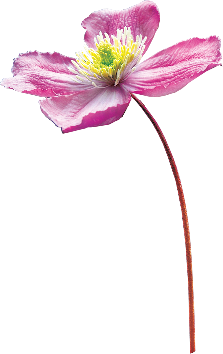 Drawing Flower Watercolor Painting - Drawing Flower Watercolor Painting (758x1200)