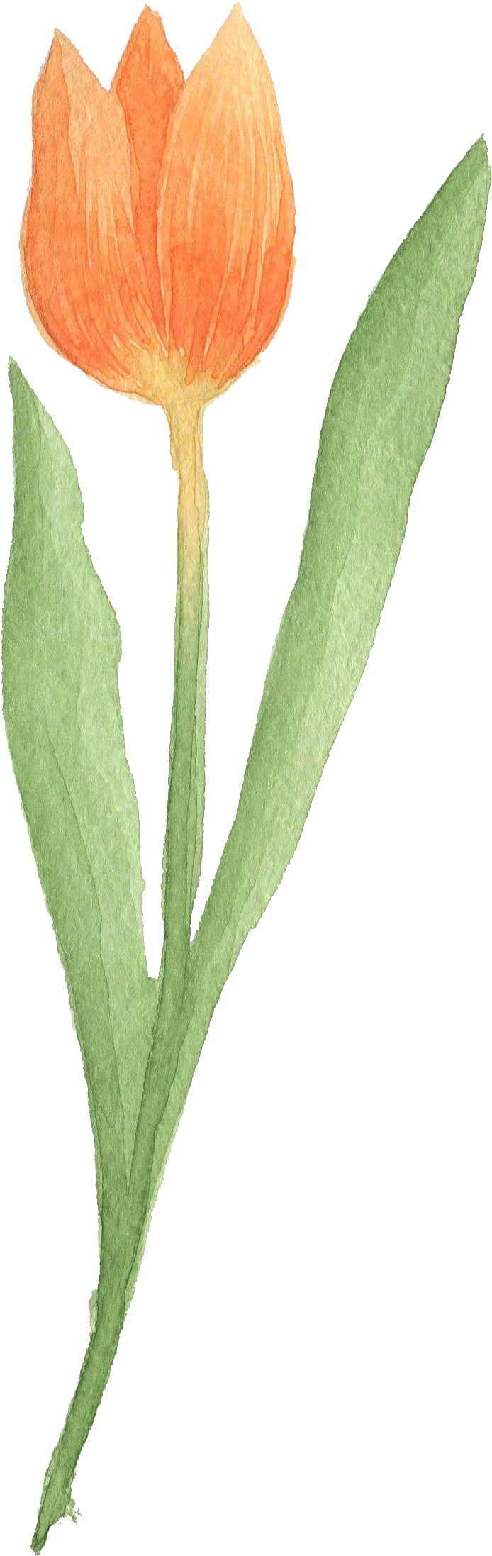 Tulip Download Google Images Watercolor Painting - Painting Tulip (1114x2363)