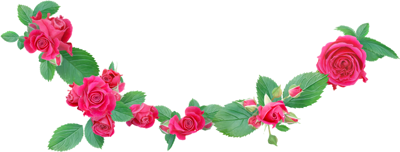 Paz En La Tormenta - Garden Roses (800x304)