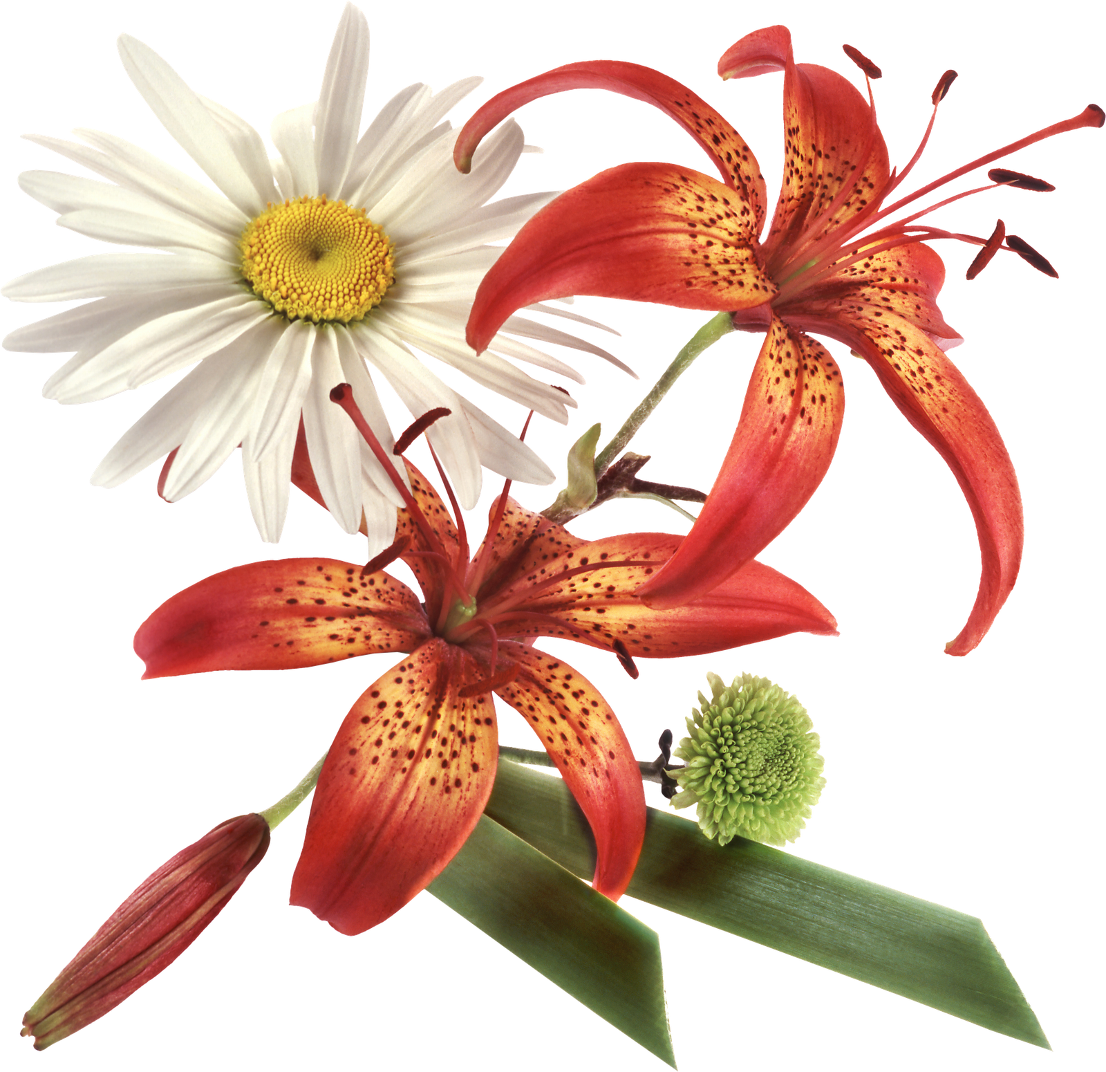 Flower Clip Art - Flower Clip Art (1600x1550)