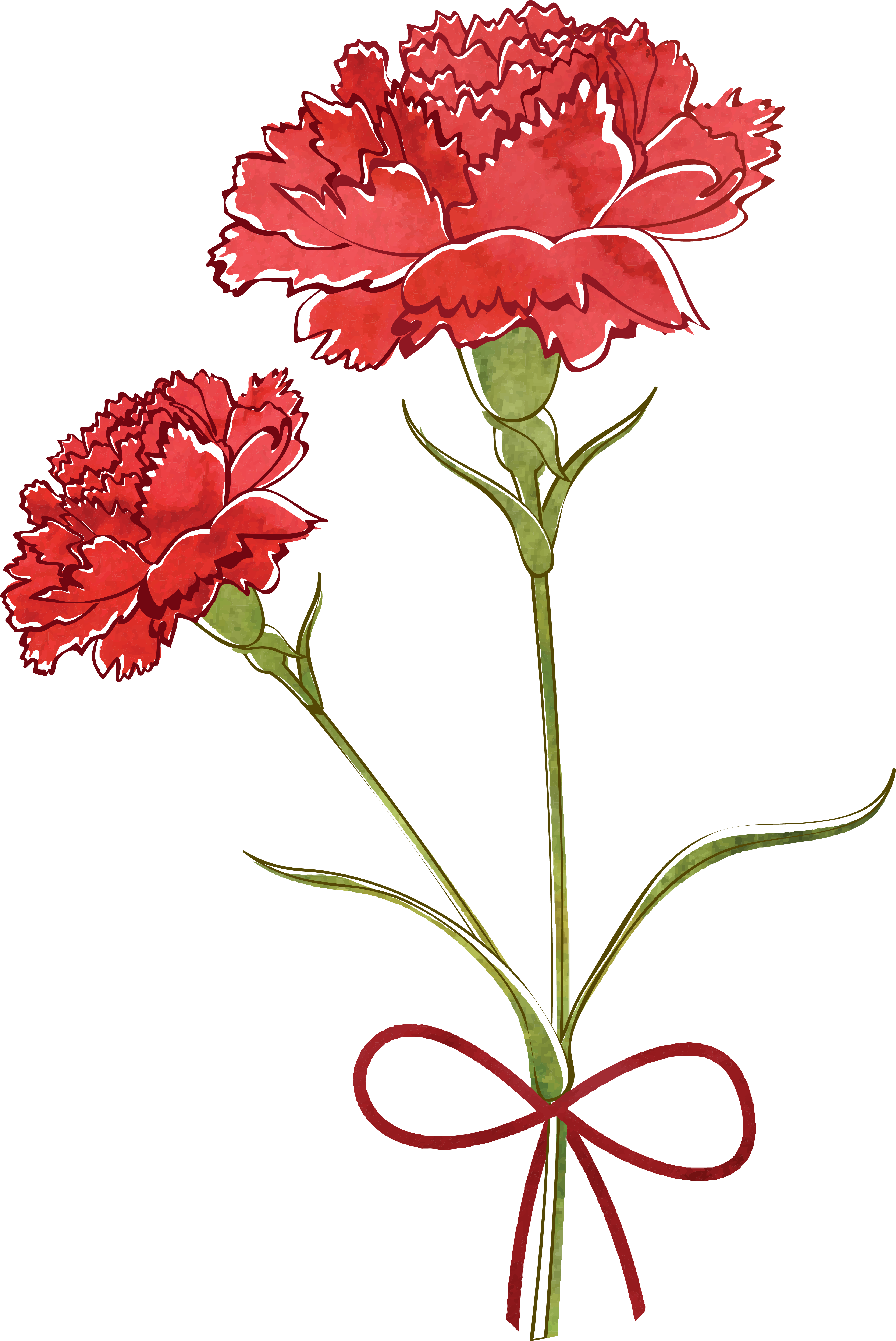 Carnation Flower Drawing Watercolor Painting - Carnation Flower Vector.