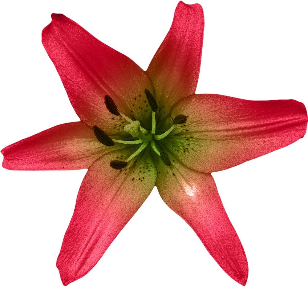 Lilium Flower Watercolor Painting - Lilium Flower Watercolor Painting (1000x933)