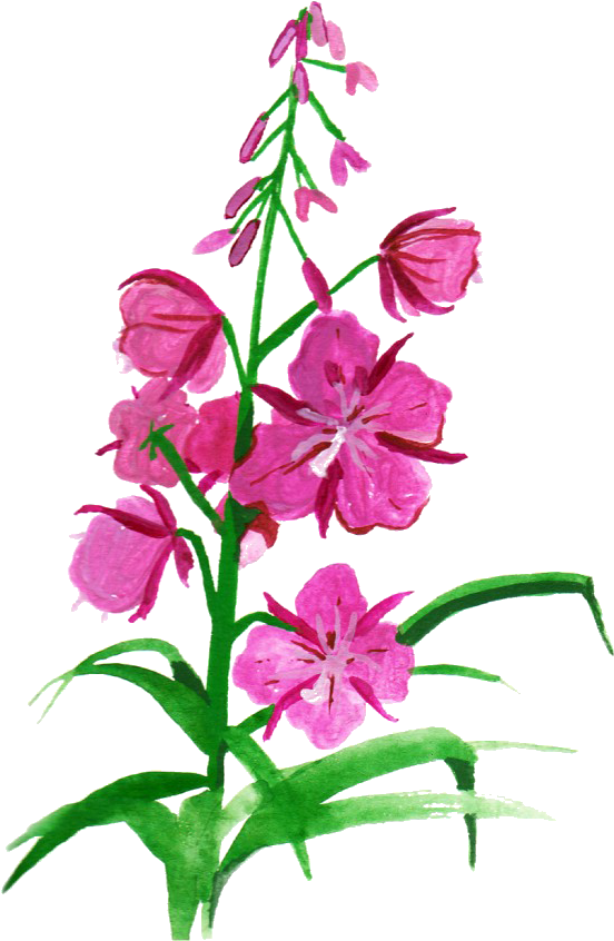 Botanical Illustration Flower Drawing Clip Art - Fireweed Painting (819x1024)