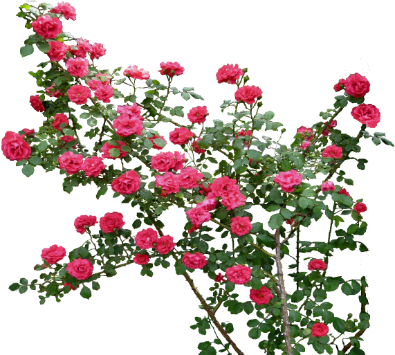 Rose Flower Clip Art - Rose Flower Clip Art (600x512)