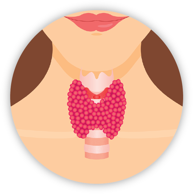 Thyroid - Thyroid Png - (748x719) Png Clipart Download