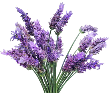 A Bunch Of Lavender Flowers On A White Background - Lavender Flower Transparent Background (400x359)