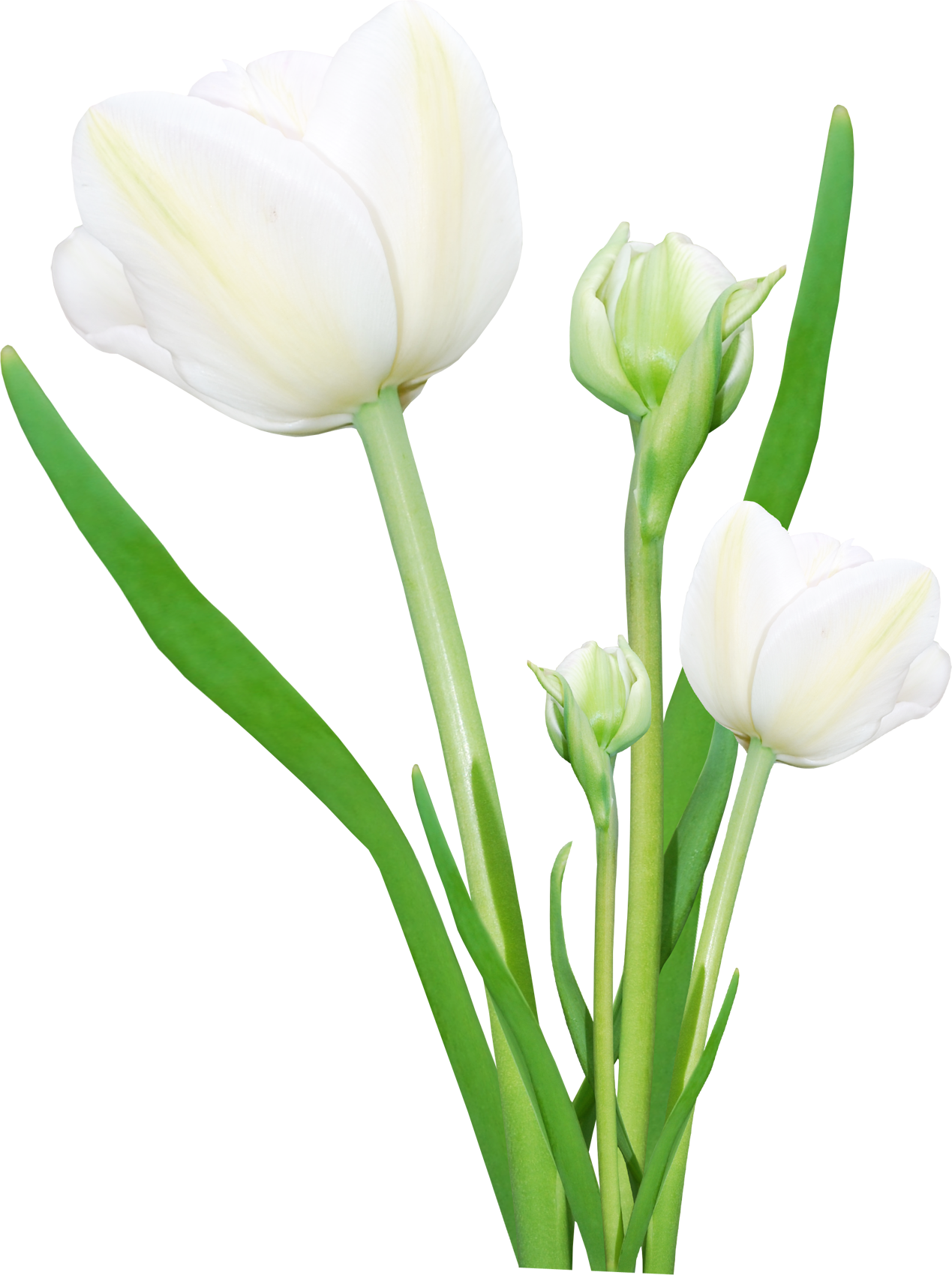 Белые Тюльпаны Пнг (1269x1700)