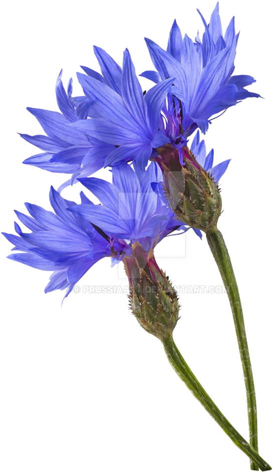 Gallery Of Flower Cornflower On A Transparent Background - Plant Art Transparent Background (774x1032)