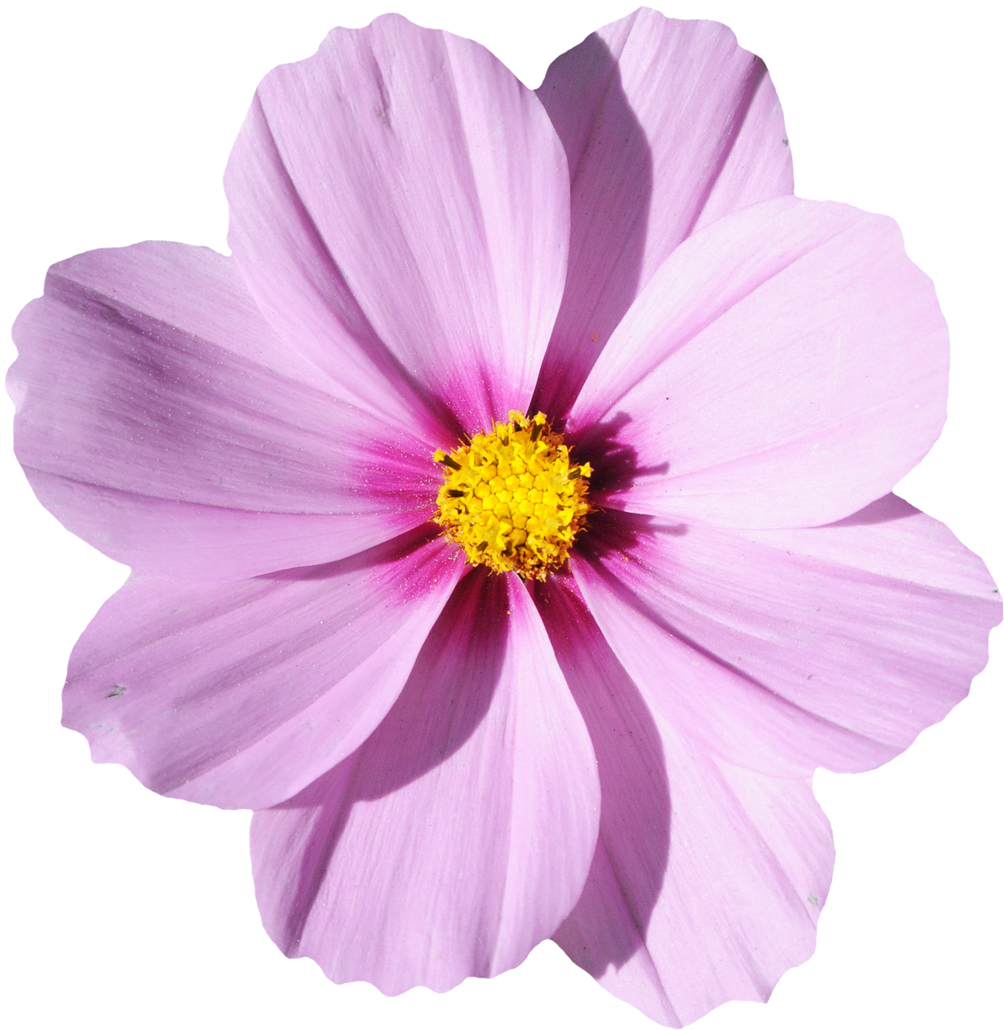 Blossom Flower Png Transparent Image - Flower Transparent (1200x1233)
