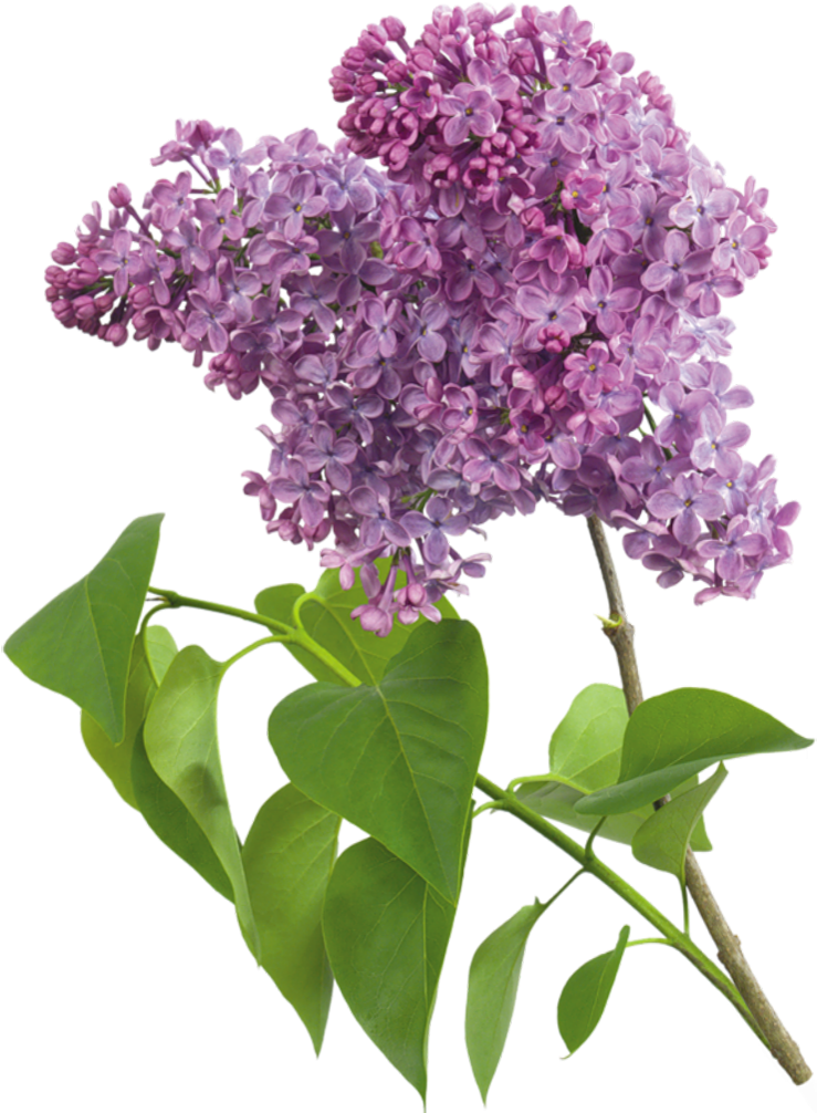 Lilac Flower Clipart - Lilacs And Violets Scentsy (740x1021)