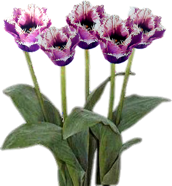 Transparent Background Fringed Tulip - Plants With Transparent Background (356x383)
