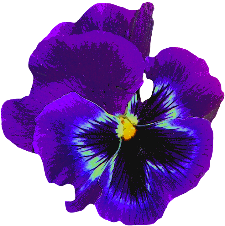 Pansy, Blue, Spring, Blossom, Bloom, Flower, Violaceae - Violet Flower (718x720)