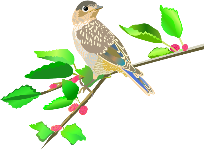 Bird Illustrations And Photos - Illustration (750x612)