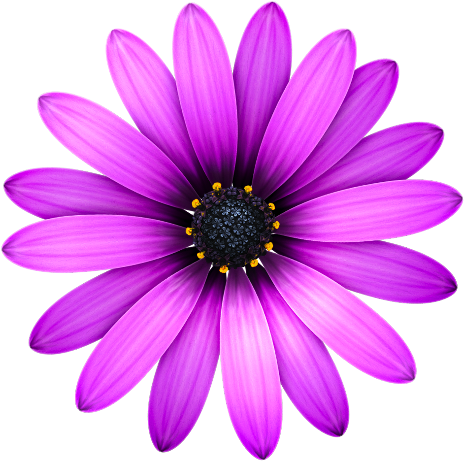 Picture Files With Transparent Backgrounds Flowers - Text Editor Mac Flower (1024x1024)