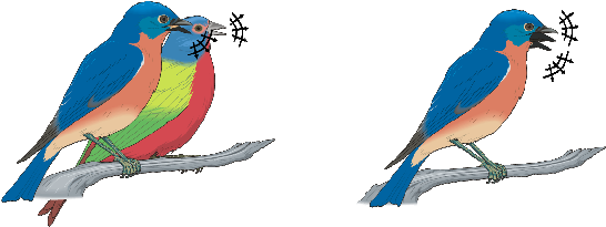 Example Of The Analysis Problem - Mountain Bluebird (591x257)