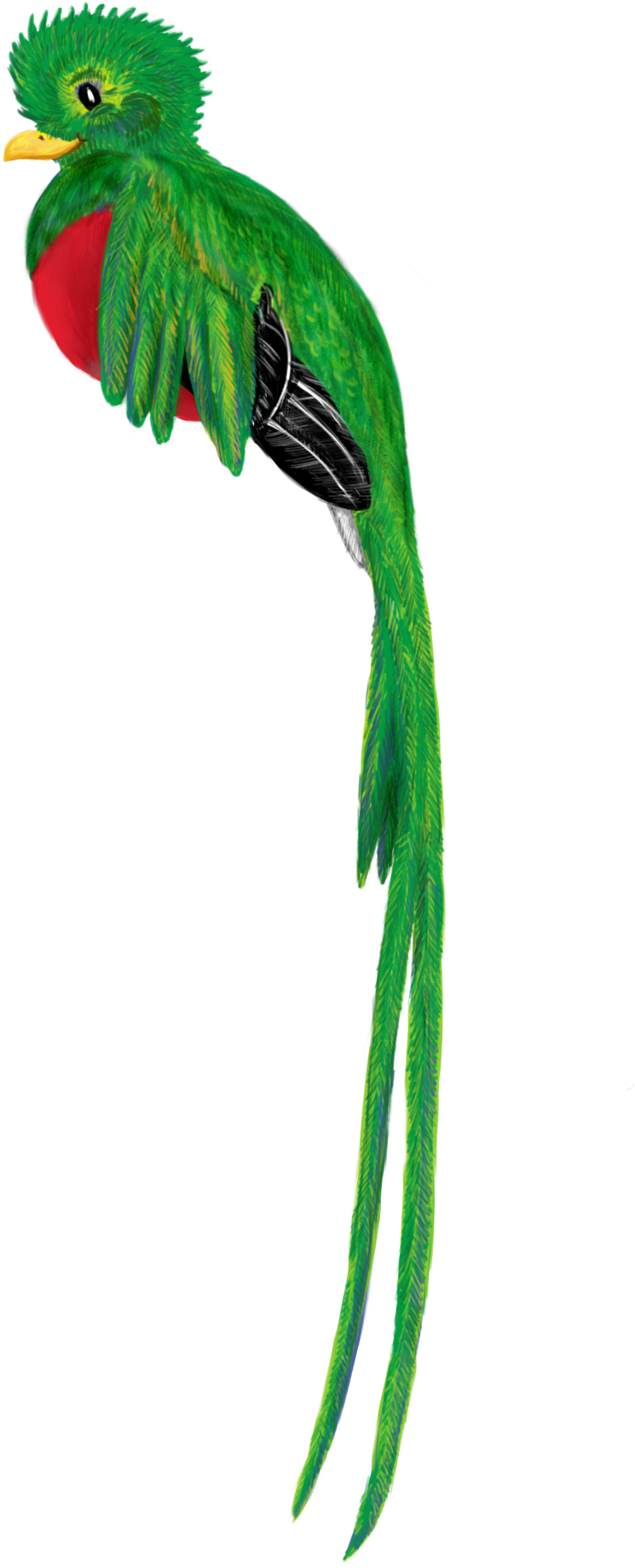 Quetzal Bird Animal Cute Drawing 1088589 - Quetzal In Cartoon (1200x1950)