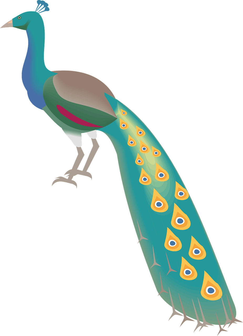 Peacock Peafowl Bird Plumage Png Image - Dance For Peacock Beautiful Photos Gif (925x1280)