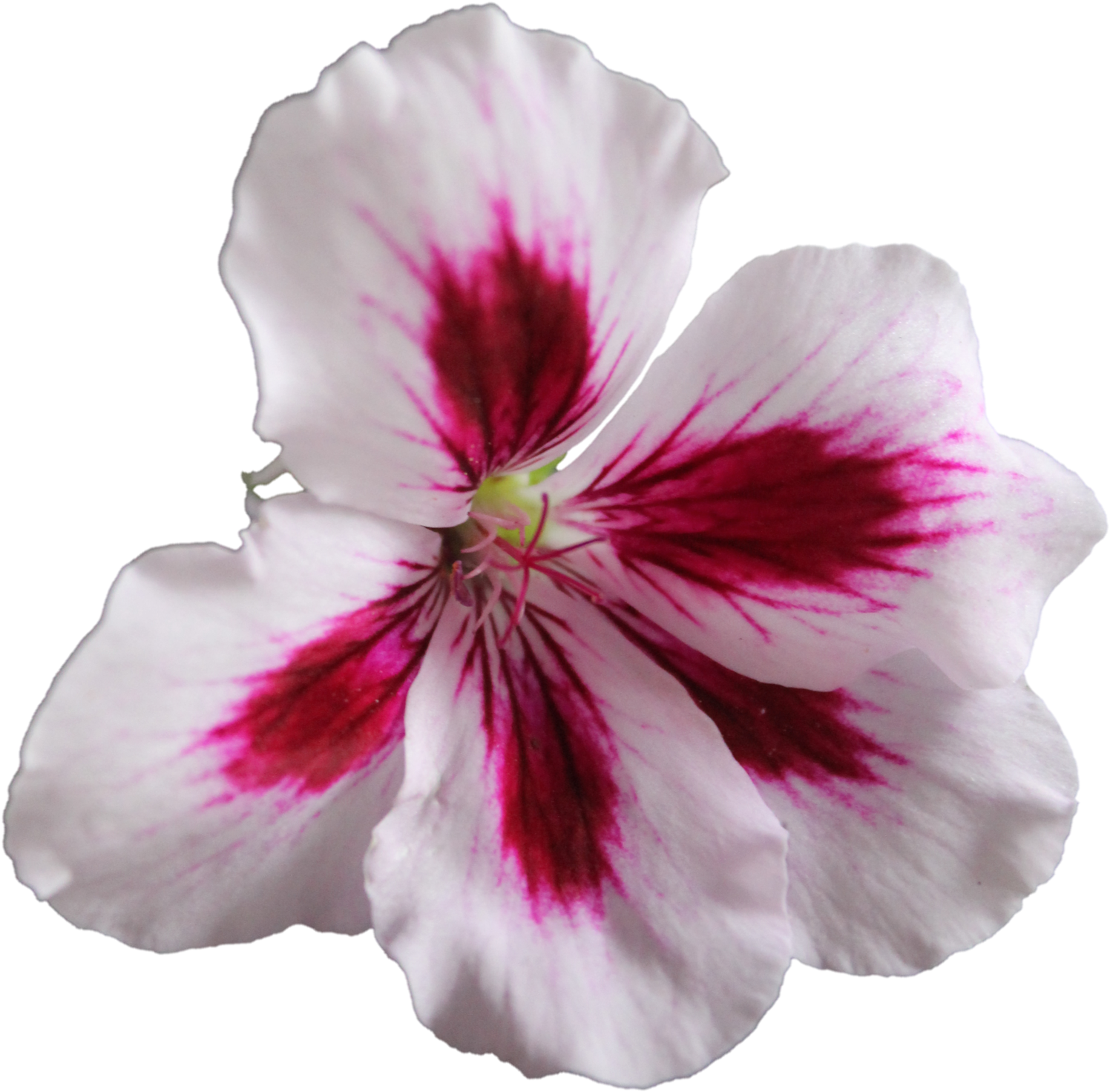 Png Geranium Flower 02 By The Night Bird - Geranium Png (1600x1600)