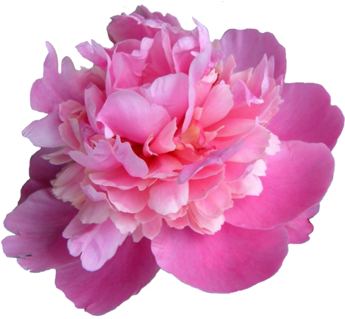 Peonies Png Transparent Picture - Peony Transparent (500x472)