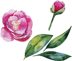 Japanese Camellia Watercolor Painting Illustration - Watercolor Painting (500x500)