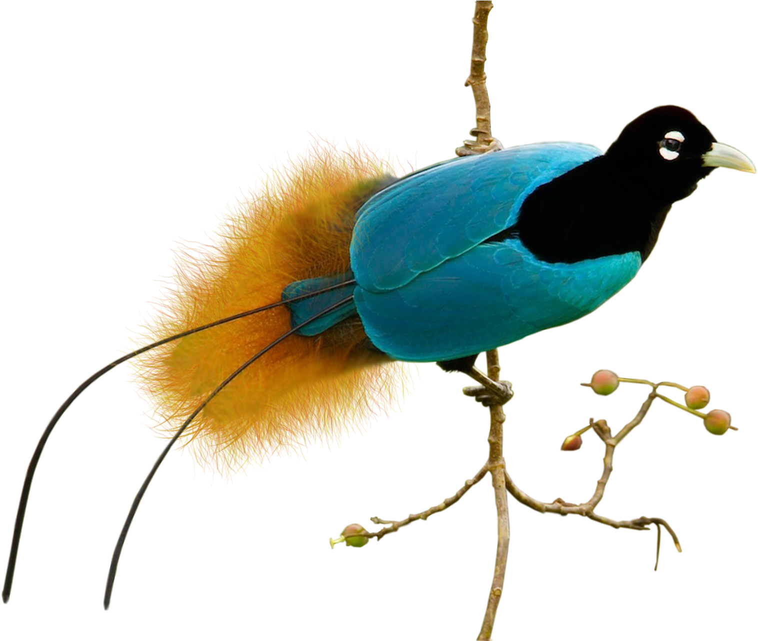 Bird Png By Kasirun-hasibuan - Starling (1920x1280)