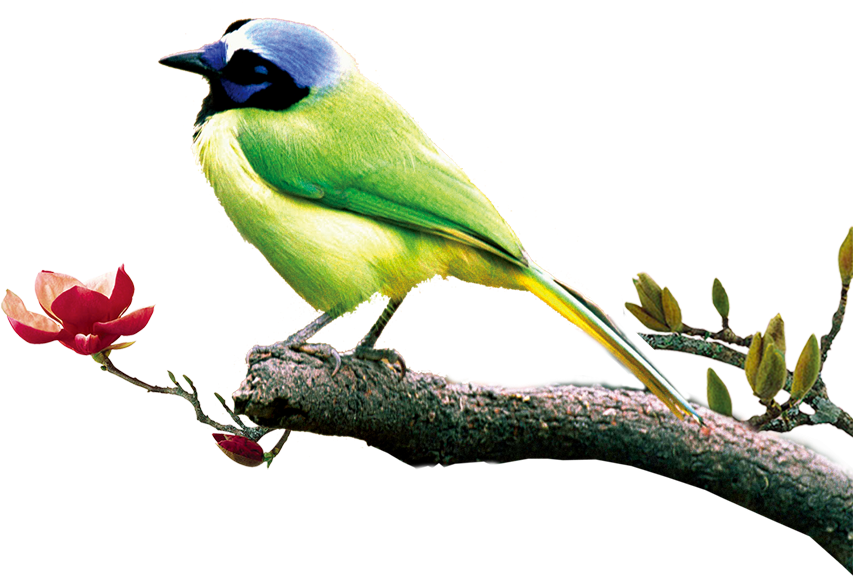 Poster Chinoiserie - Green Birds - Poster Chinoiserie - Green Birds (1000x1000)