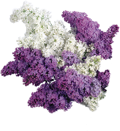 Freetoedit Png Flowers With A Transparent Background - Reval Candle - Scented Cubes Lilac Scented Cube Wax (500x423)