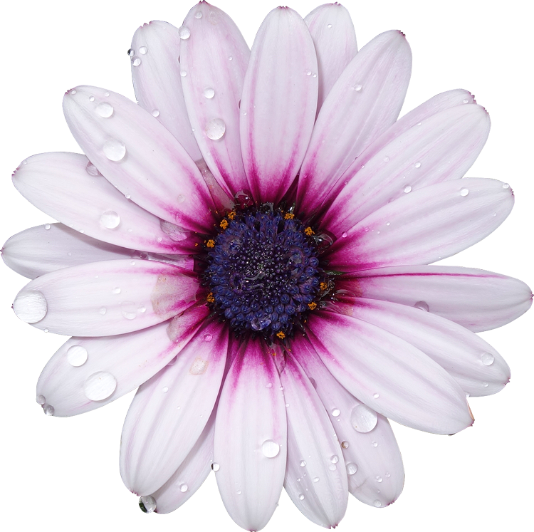 Freetoedit Png Flower With A Transparent Background - Flowers With Transparent Background (750x747)