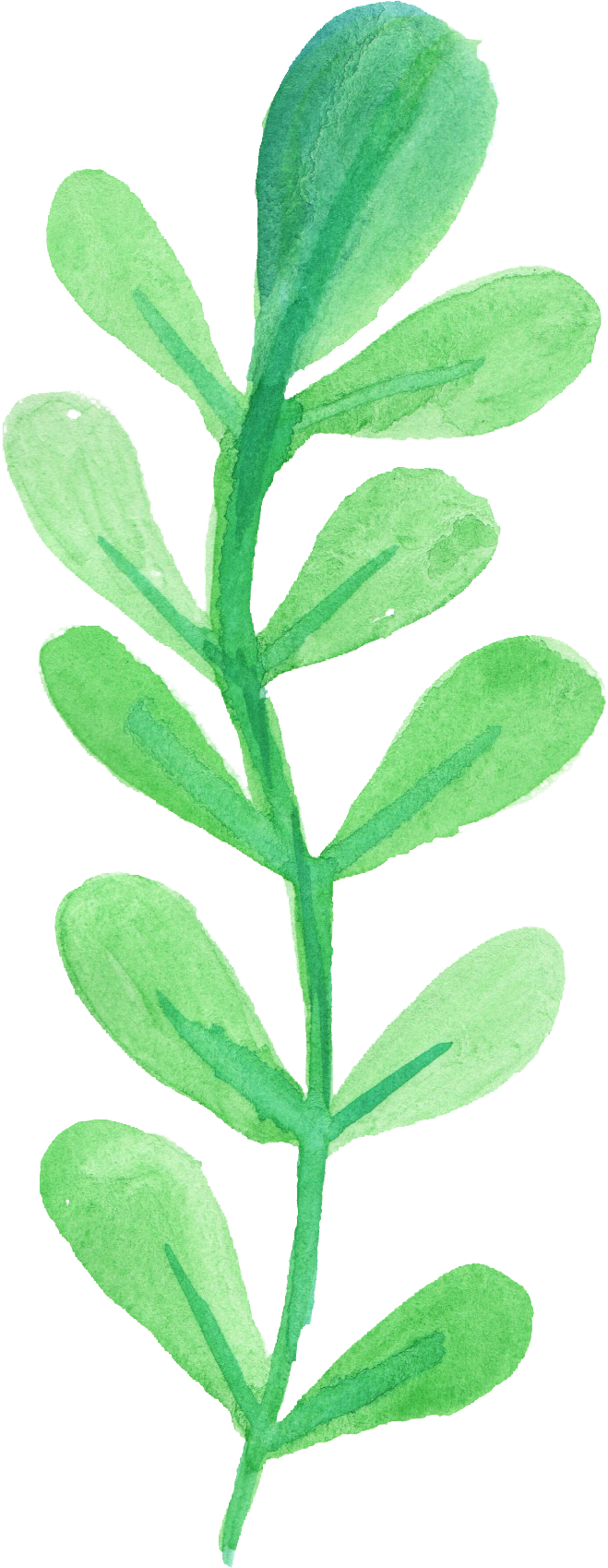 Free Download - Watercolor Leaves Transparent (659x1699)