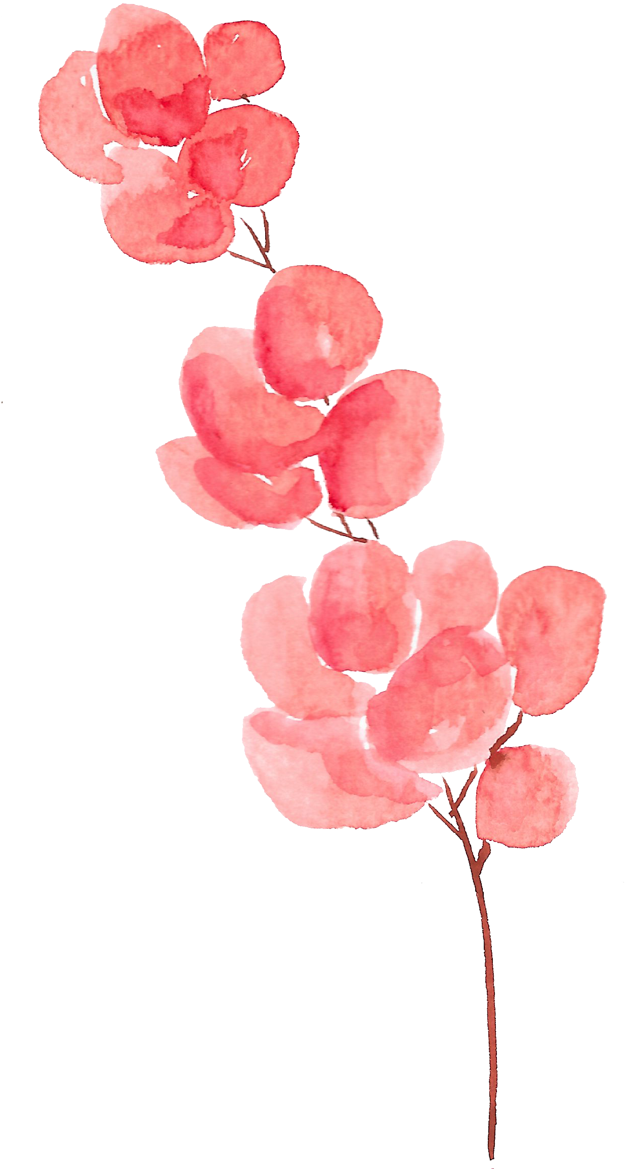 Petal Flower Watercolor Painting Watercolor Flowers Transparent Background Flowers Png 1360x2344 Png Clipart Download Petal Flower Watercolor Painting Watercolor Flowers Transparent Background Flowers Png 1360x2344 Png Clipart Download
