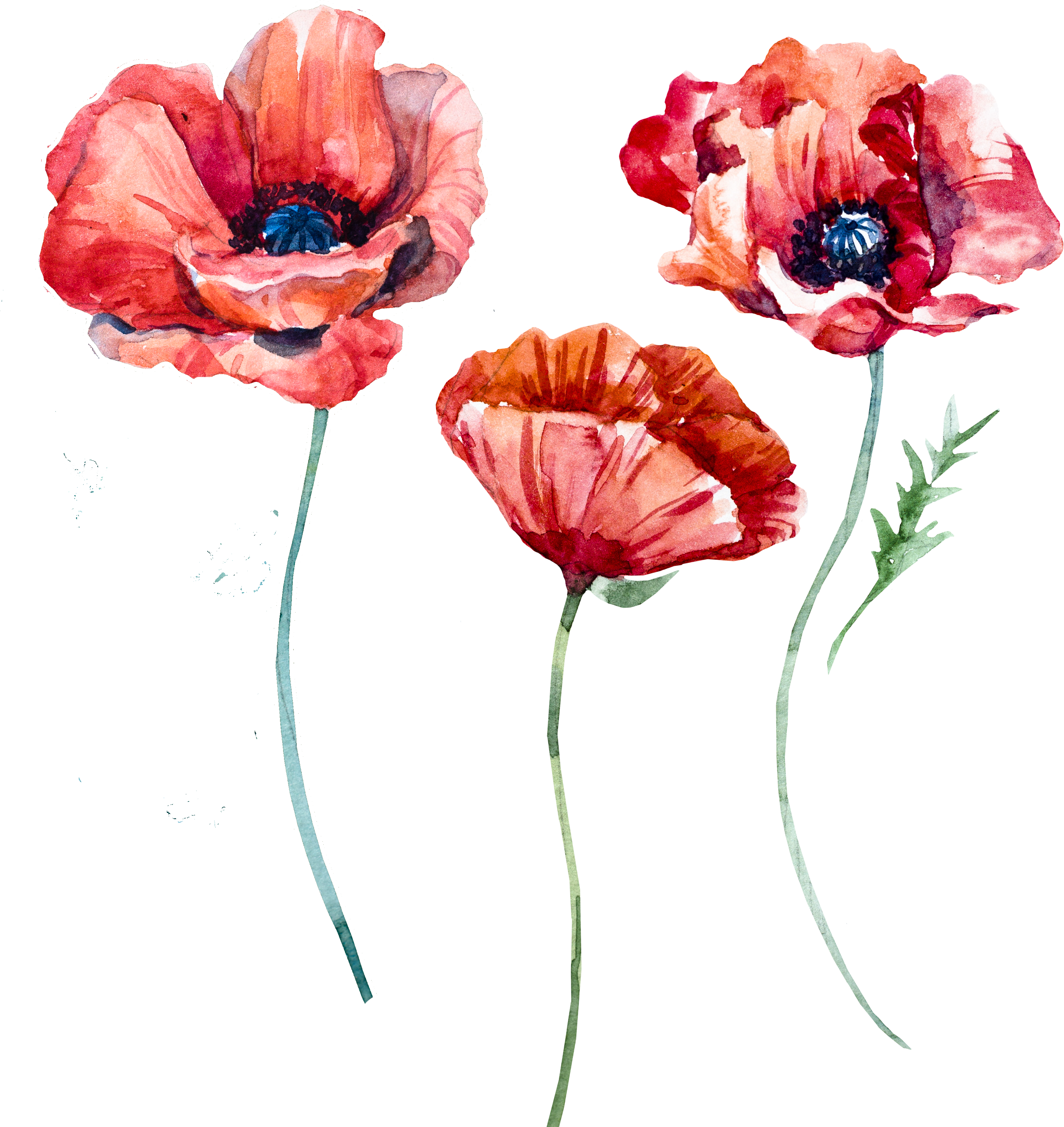 Download Png - Poppy Flower Transparent (5000x5000)