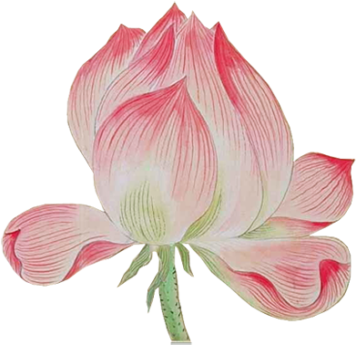 Nelumbo Nucifera Watercolor Painting Software - Nelumbo Nucifera Watercolor Painting Software (600x592)