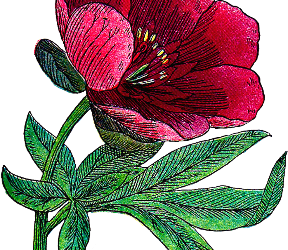 Free Flower Clip Art - Clip Art (1368x855)