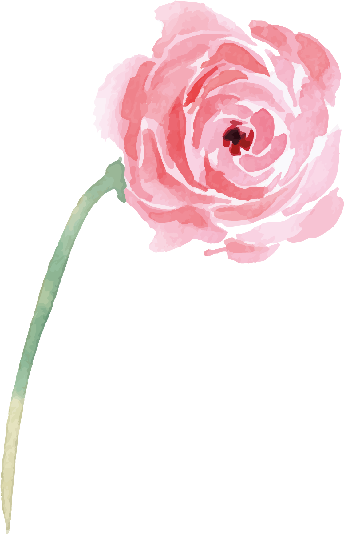 Garden Roses Beach Rose Illustration - Garden Roses Beach Rose Illustration (1948x2359)