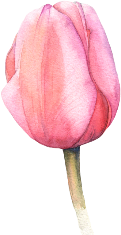 Watercolor Tulips More - Watercolor Tulip (508x800)