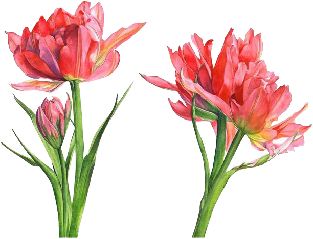 Floral Design Watercolor Painting Parrot Tulips Flower - Floral Design Watercolor Painting Parrot Tulips Flower (658x547)