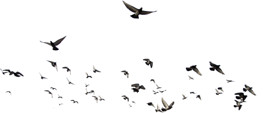 Download Png Birds (894x894)